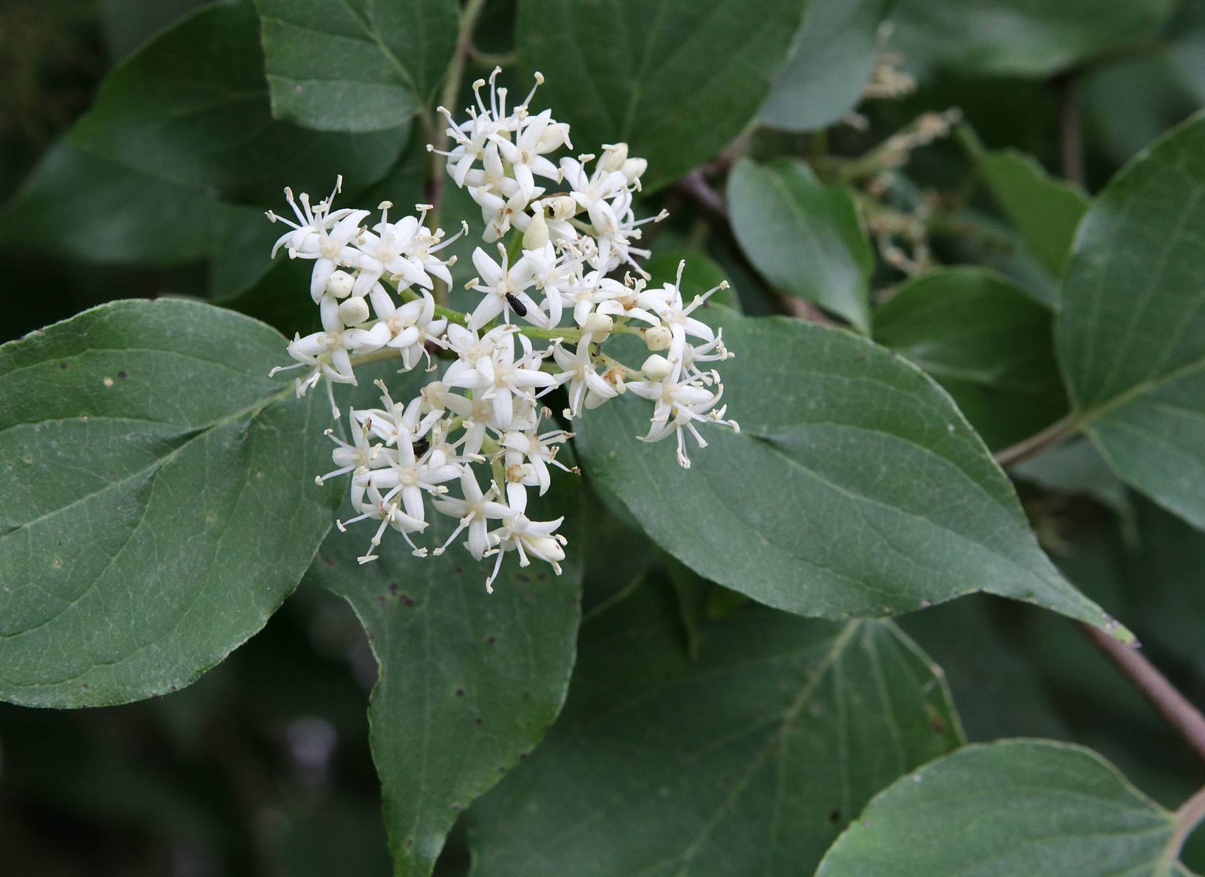Photo of Roughleaf Dogwood