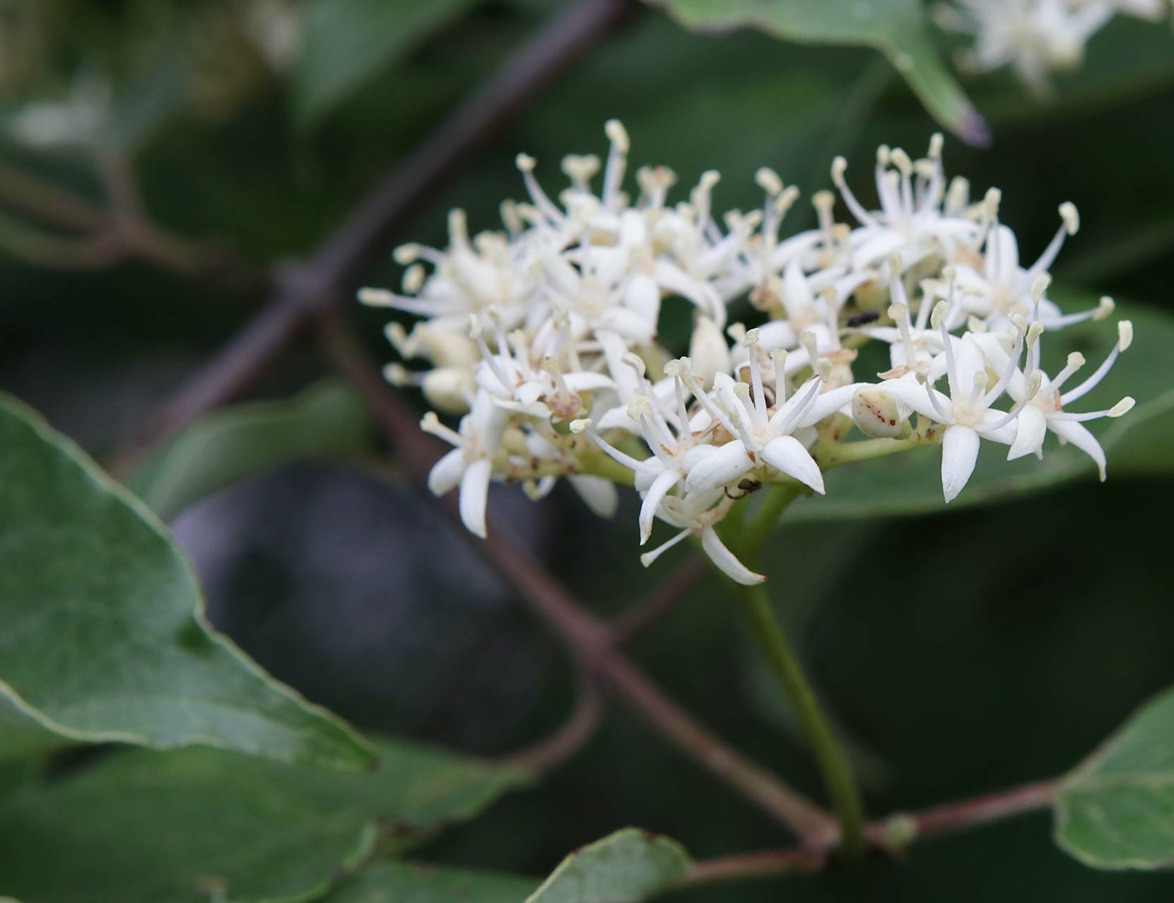 Photo of Roughleaf Dogwood