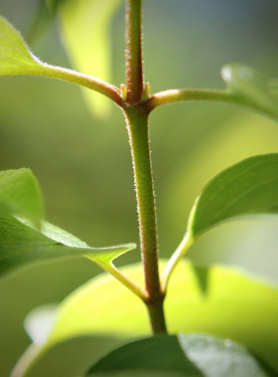 Photo of Roughleaf Dogwood