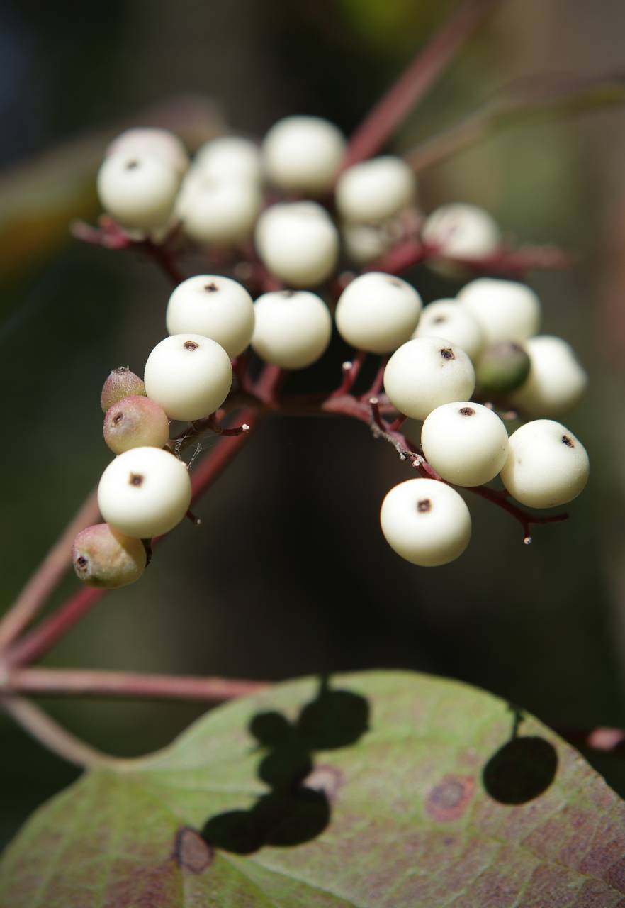 Photo of Roughleaf Dogwood