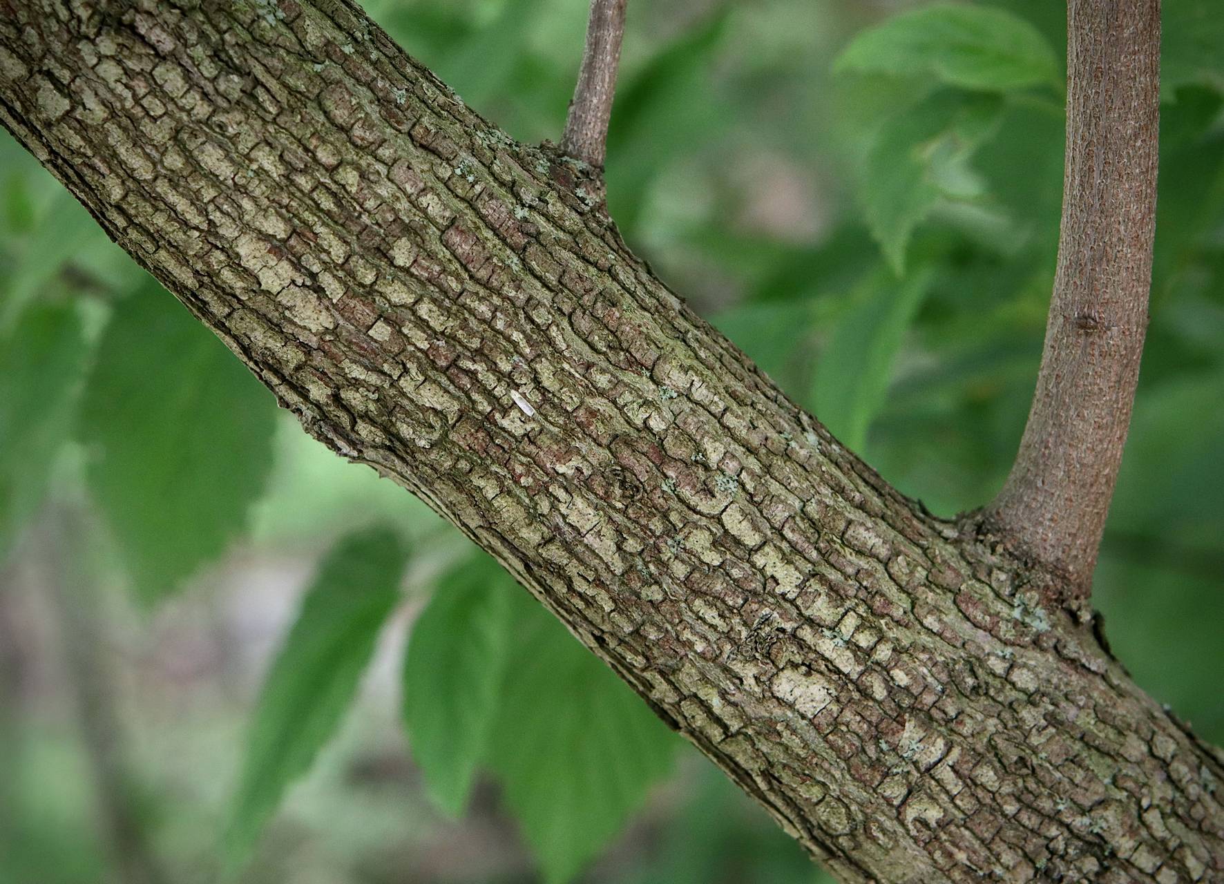 Photo of Roughleaf Dogwood