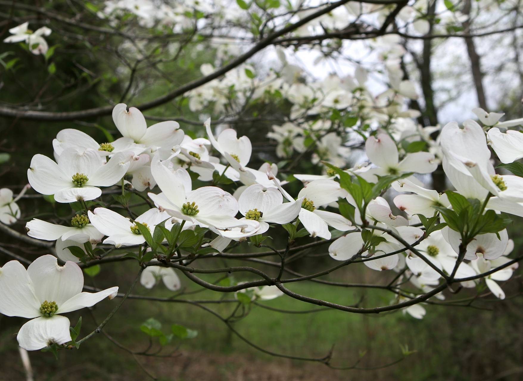 Photo of Flowering Dogwood