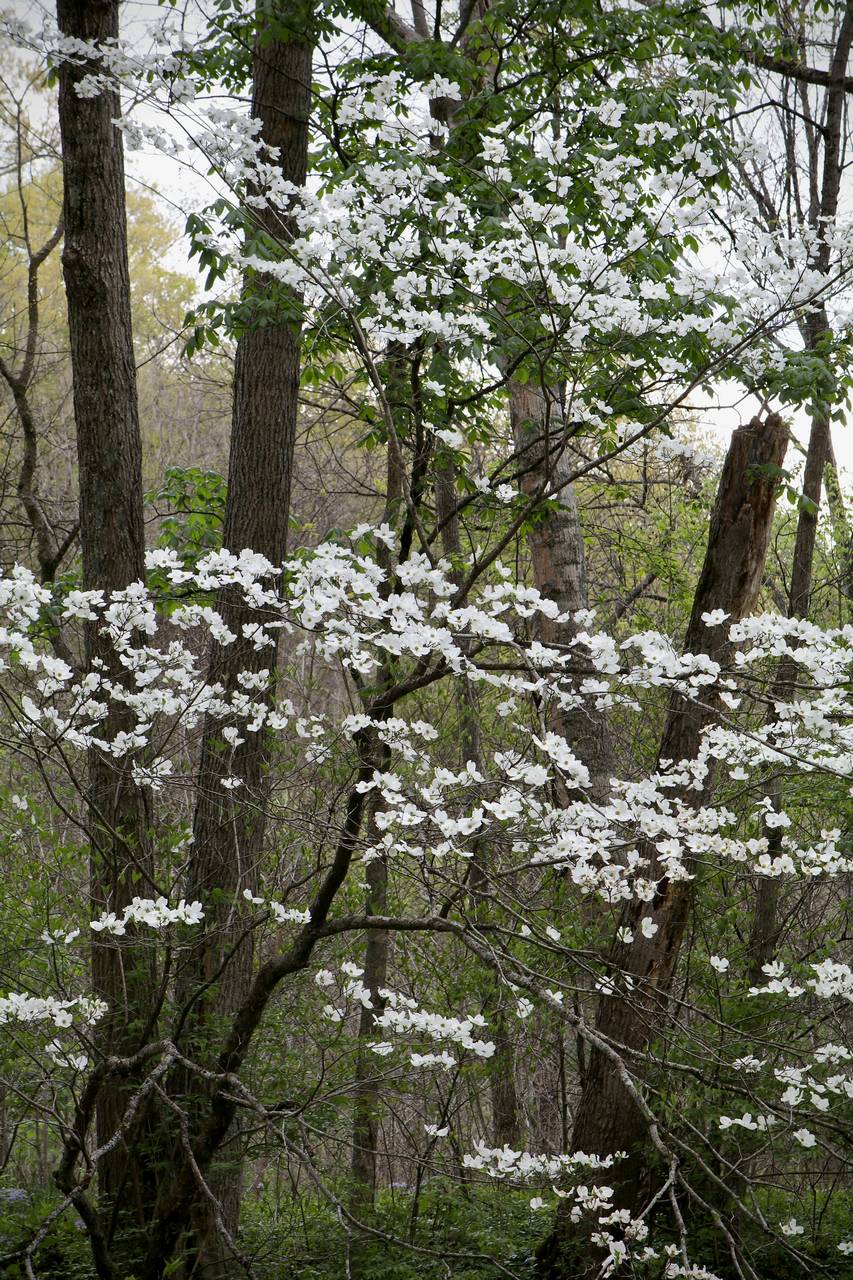 Photo of Flowering Dogwood