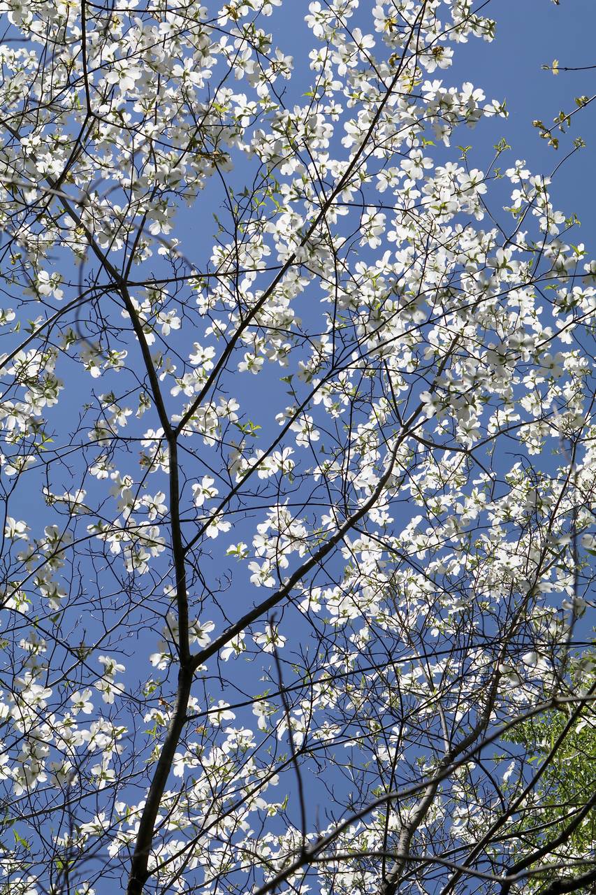 Photo of Flowering Dogwood