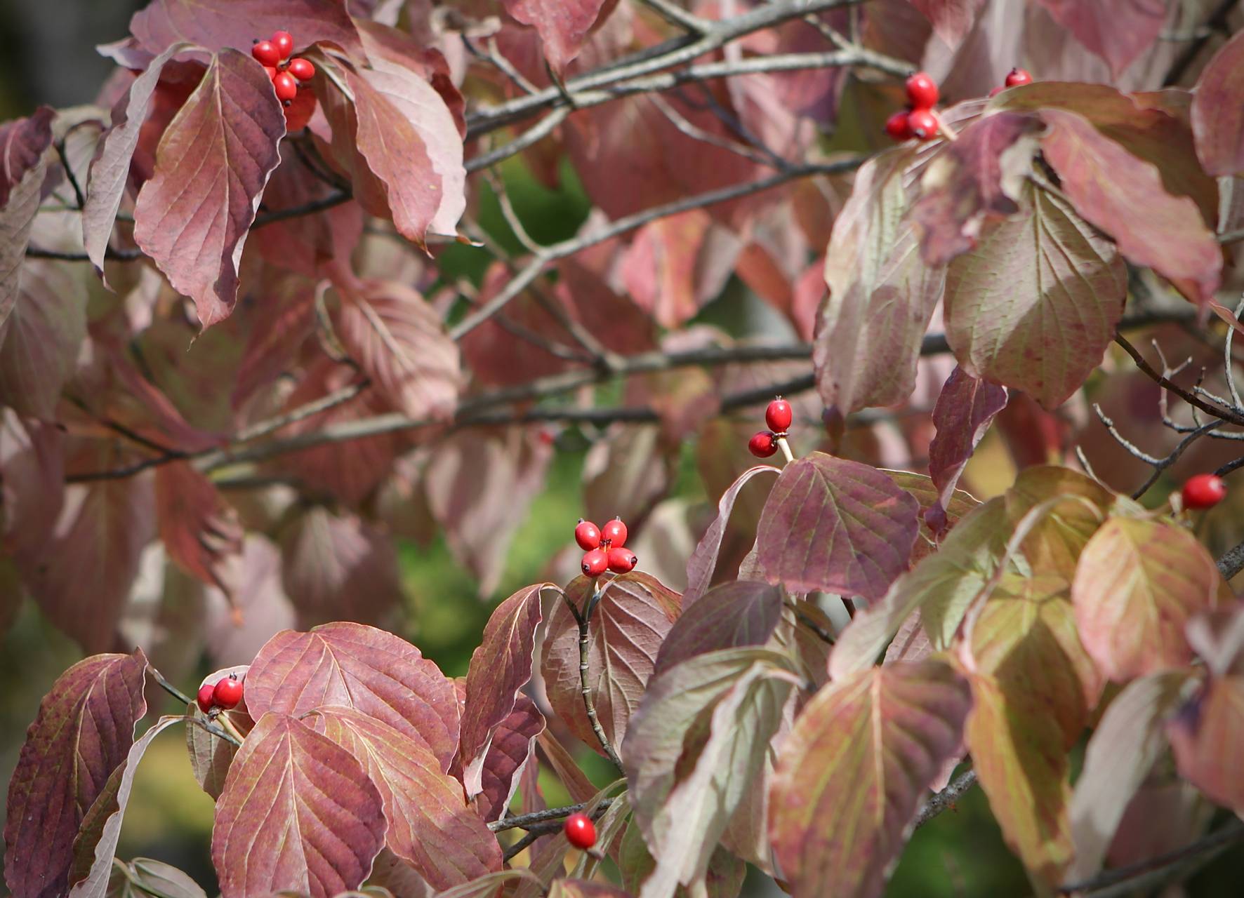 Photo of Flowering Dogwood