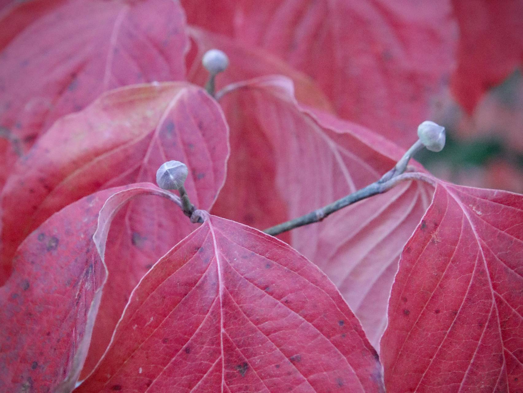 Photo of Flowering Dogwood
