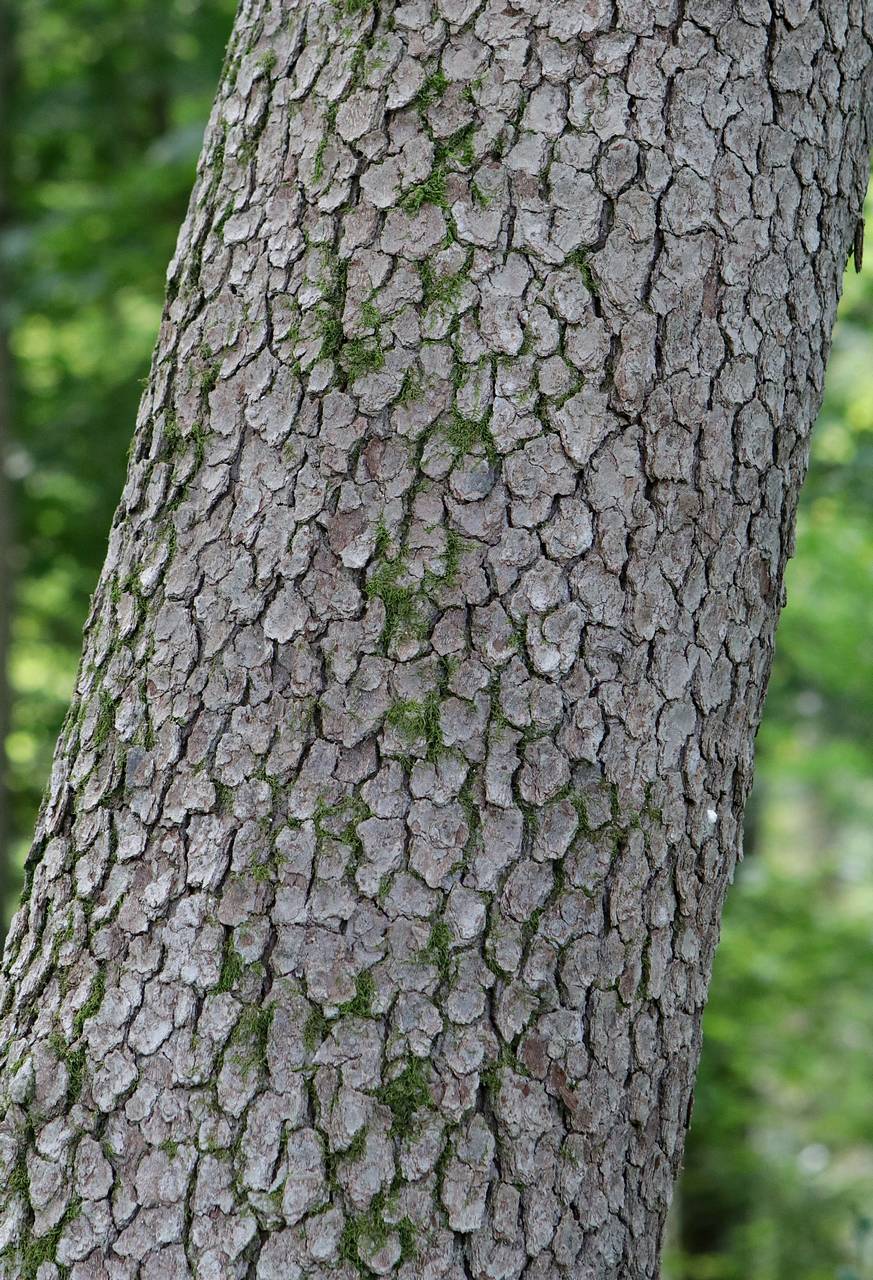 Photo of Flowering Dogwood