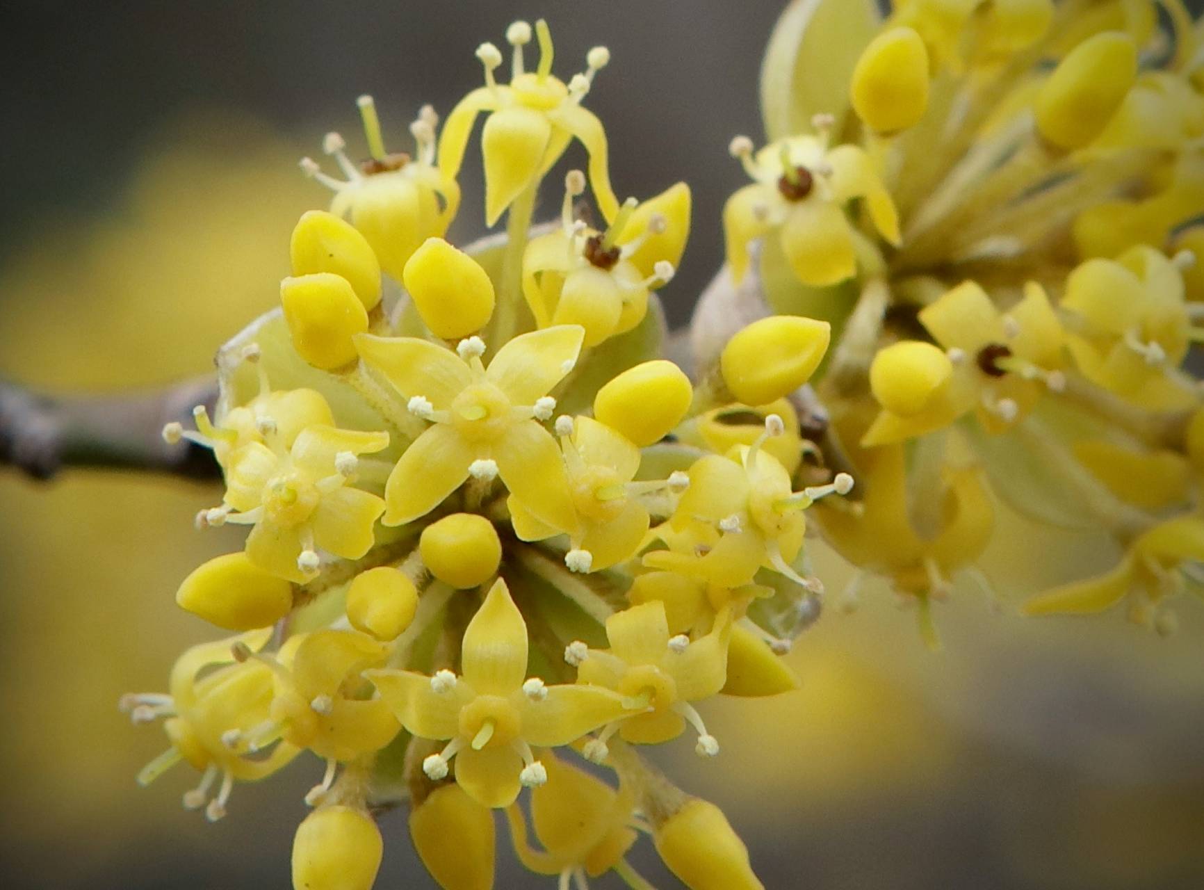 Photo of Cornelian Cherry