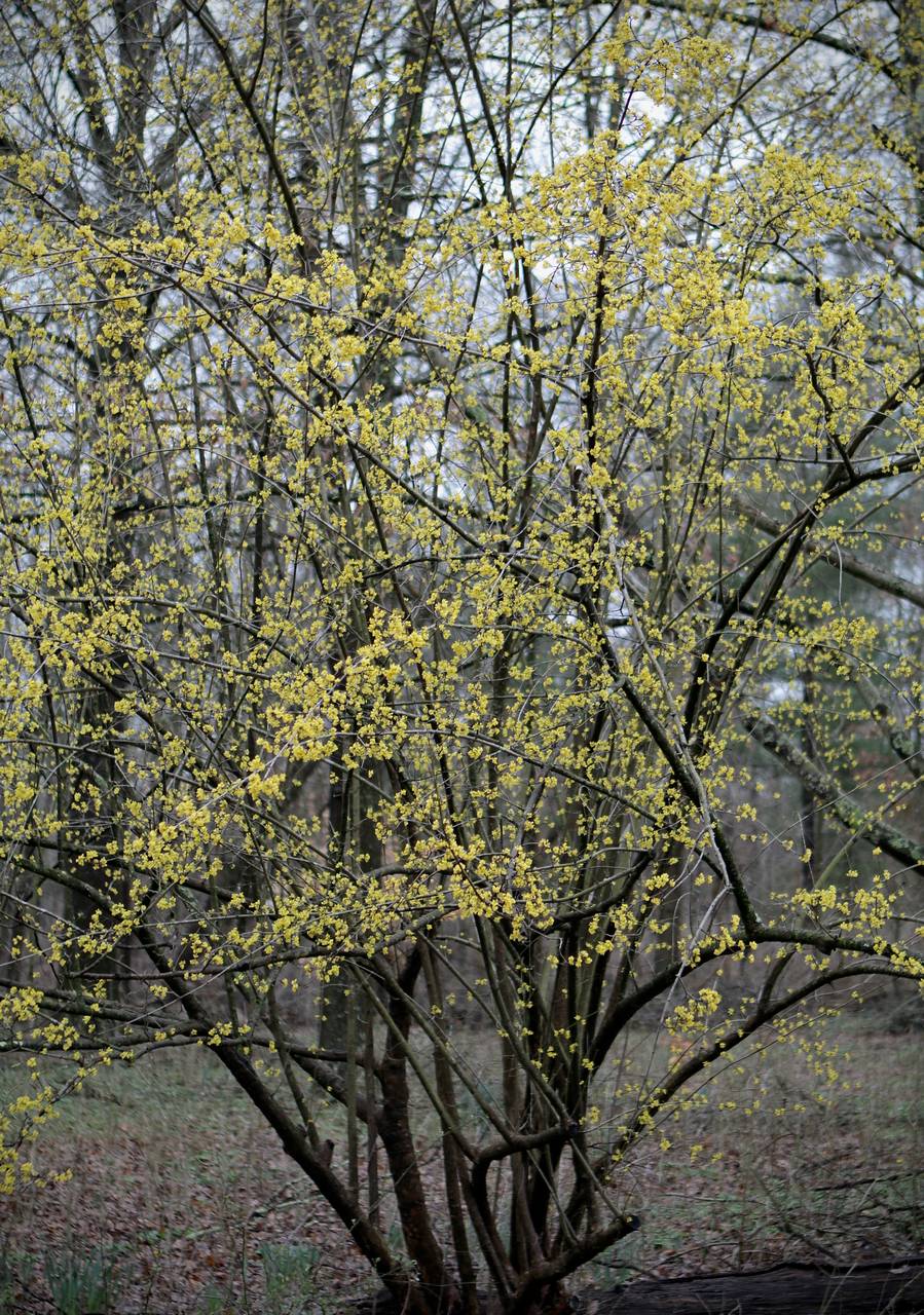 Photo of Cornelian Cherry