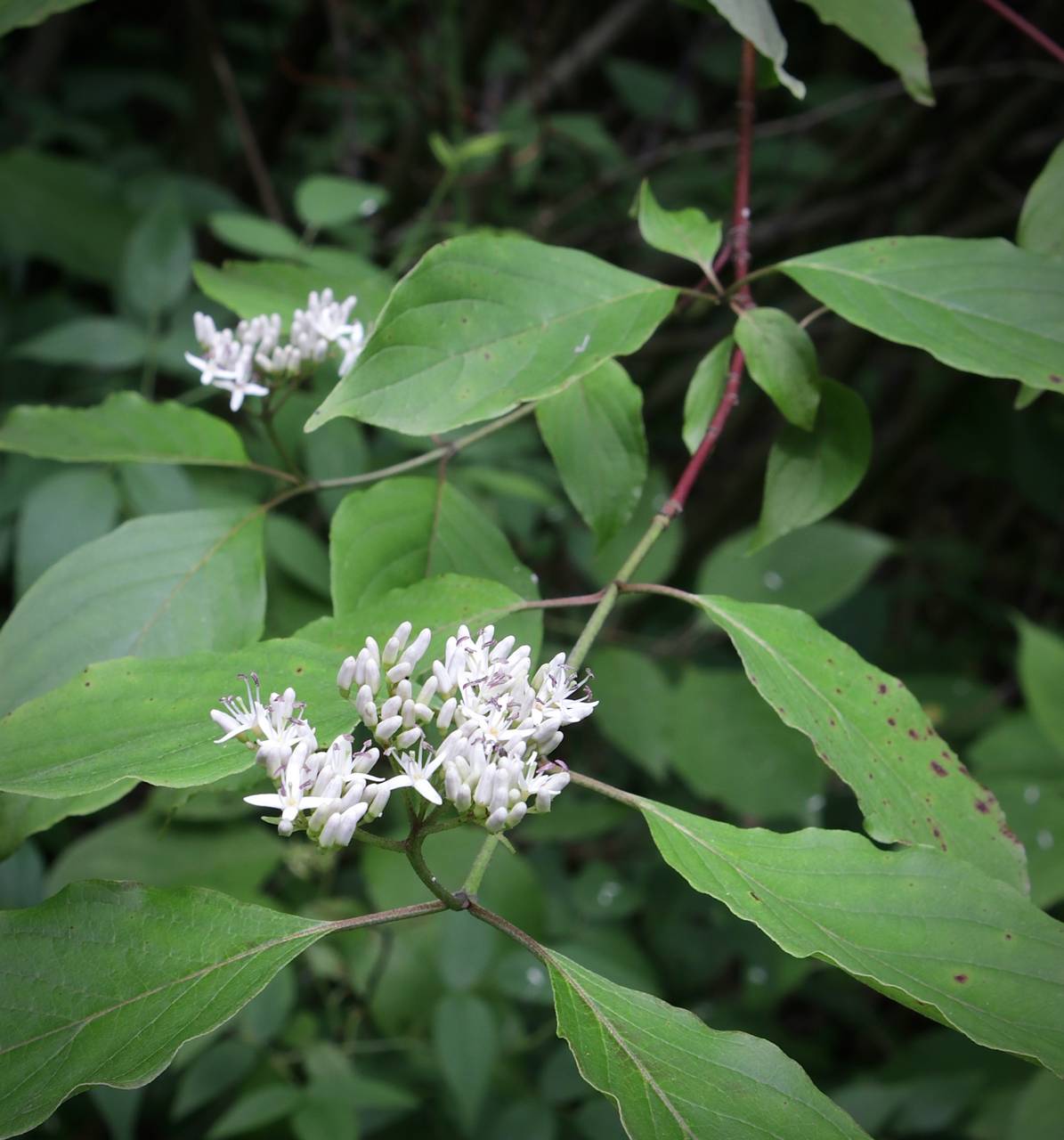 Photo of Red Twig Dogwood