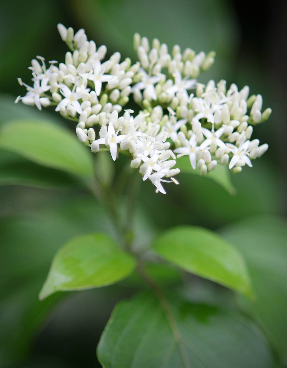 Photo of Red Twig Dogwood