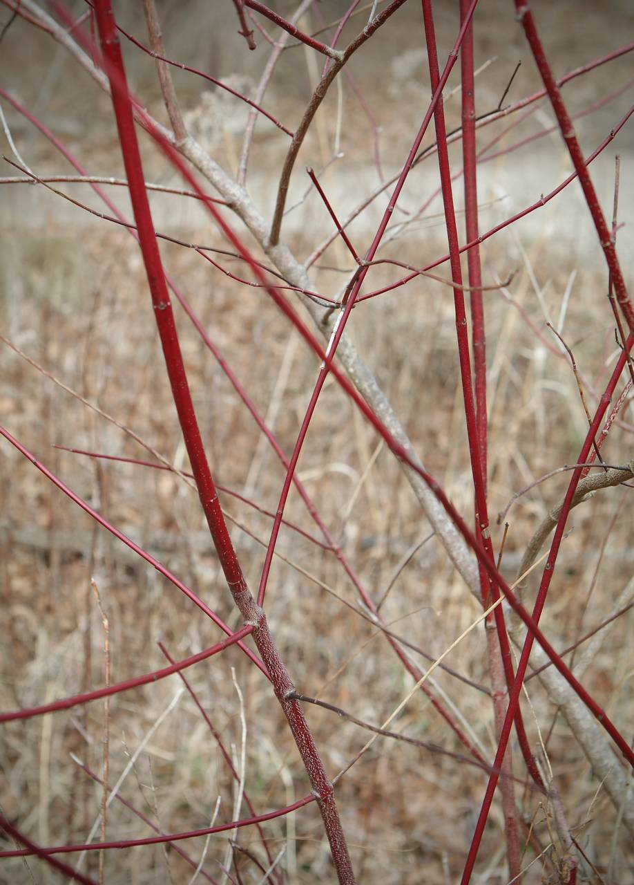 Photo of Red Twig Dogwood