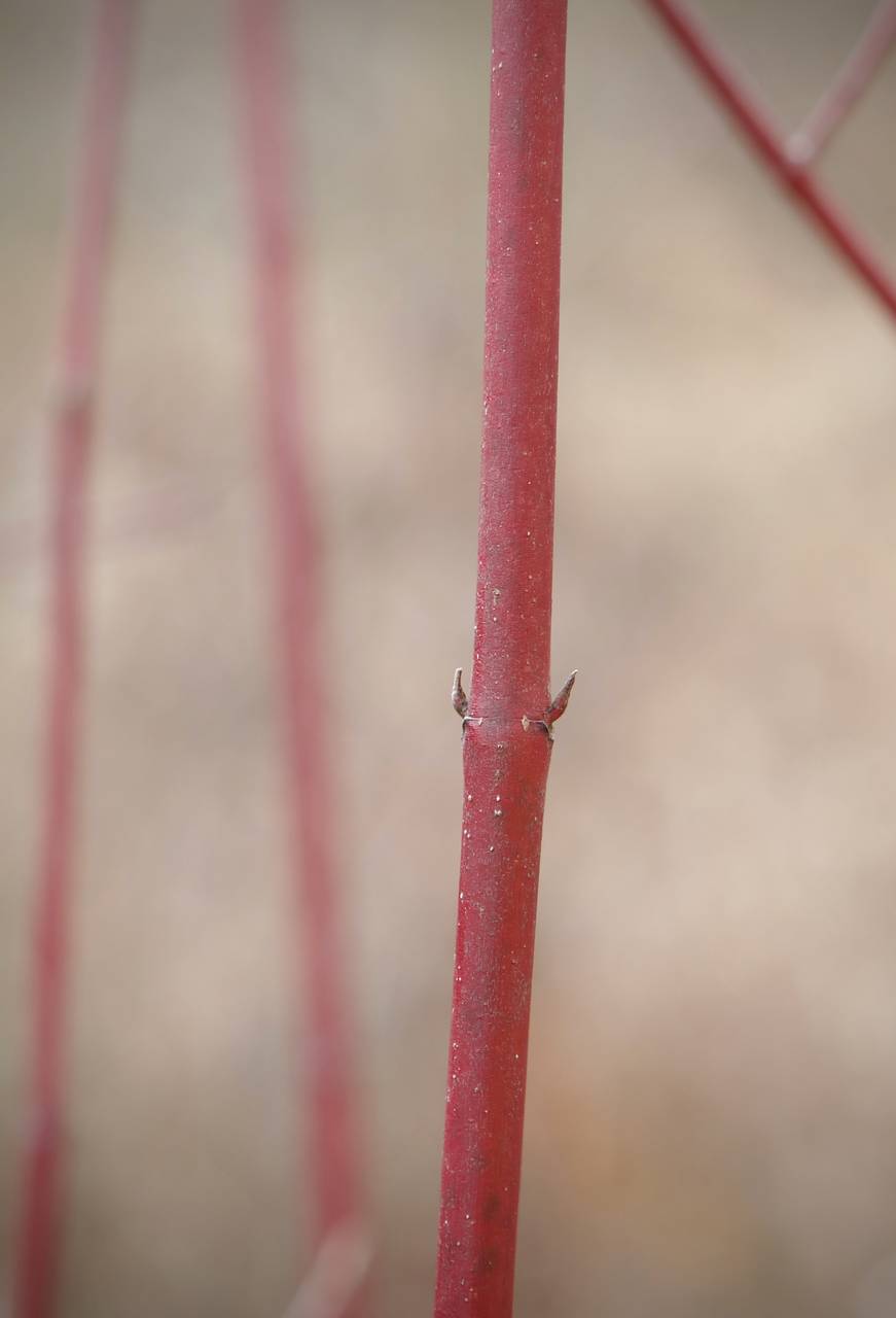 Photo of Red Twig Dogwood