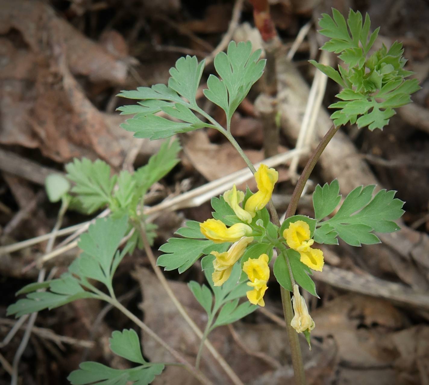 Photo of Yellow Corydalis