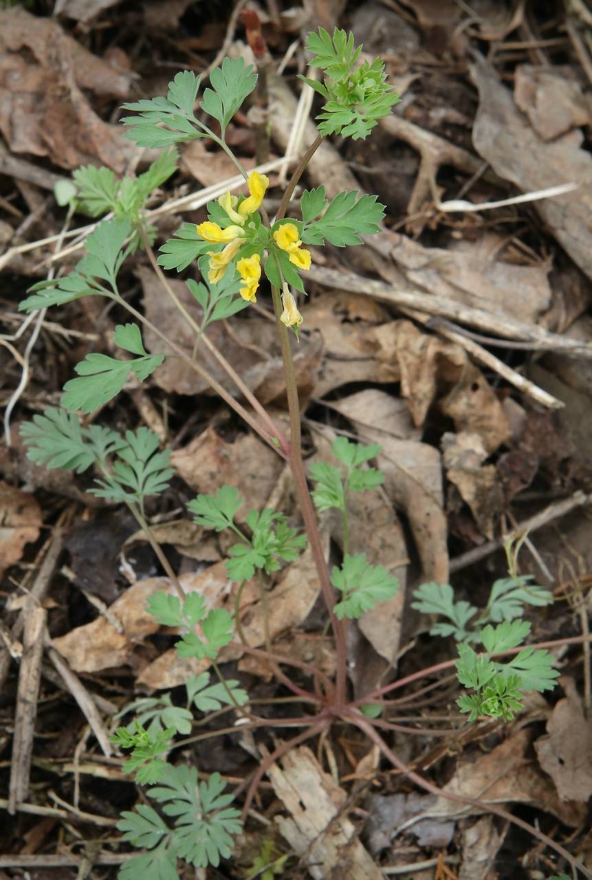 Photo of Yellow Corydalis