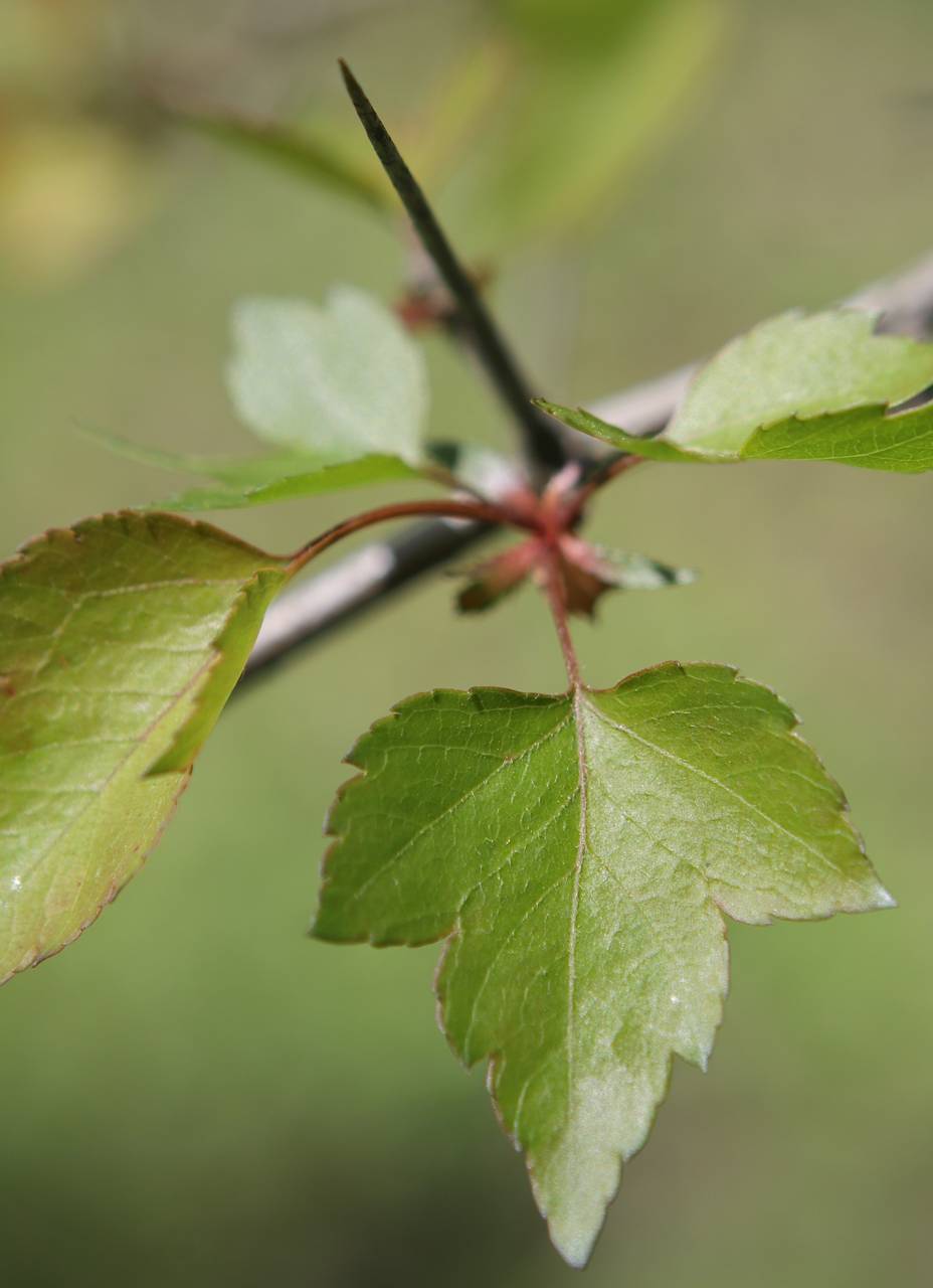 Photo of Washington Hawthorn