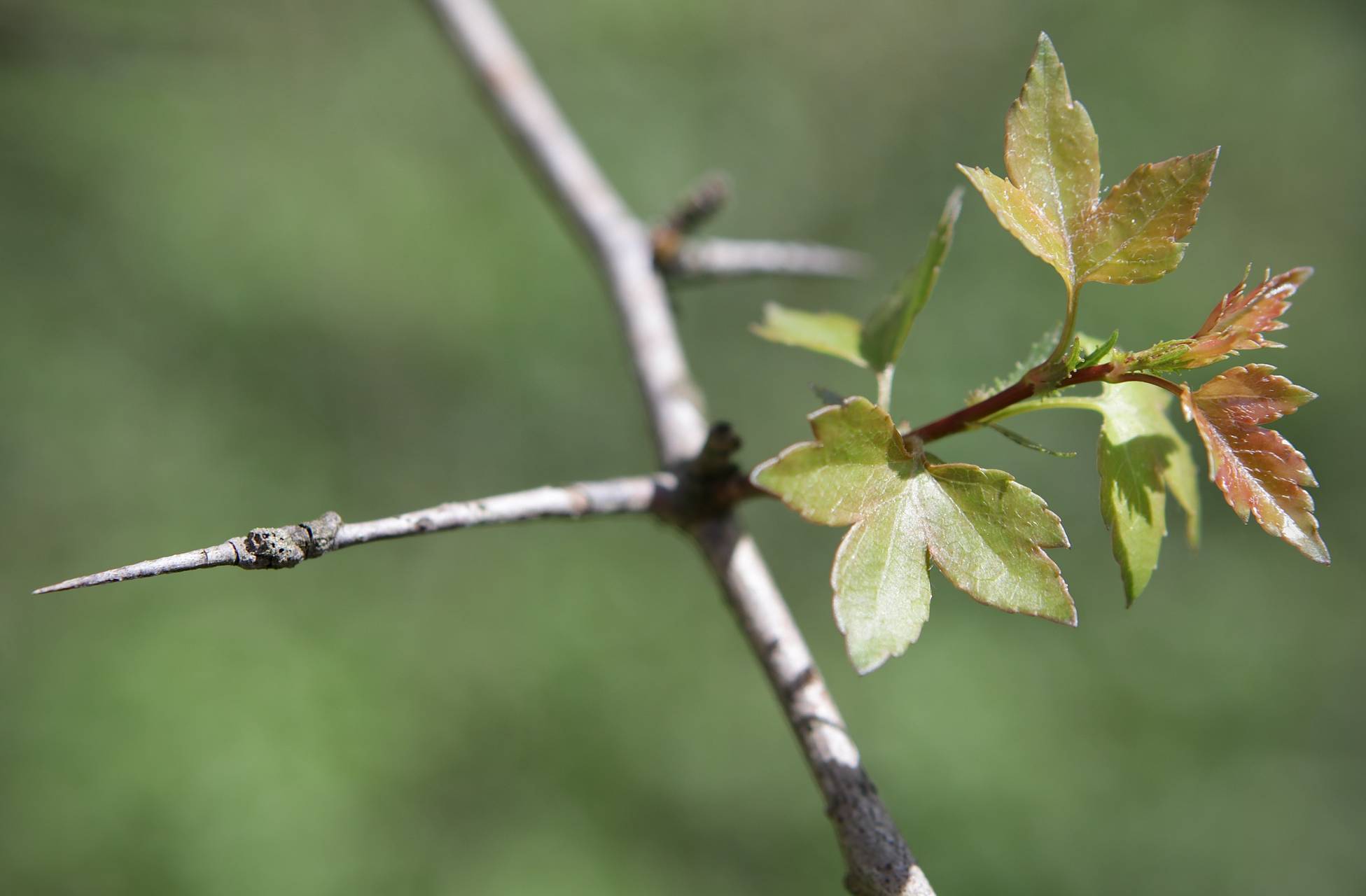 Photo of Washington Hawthorn