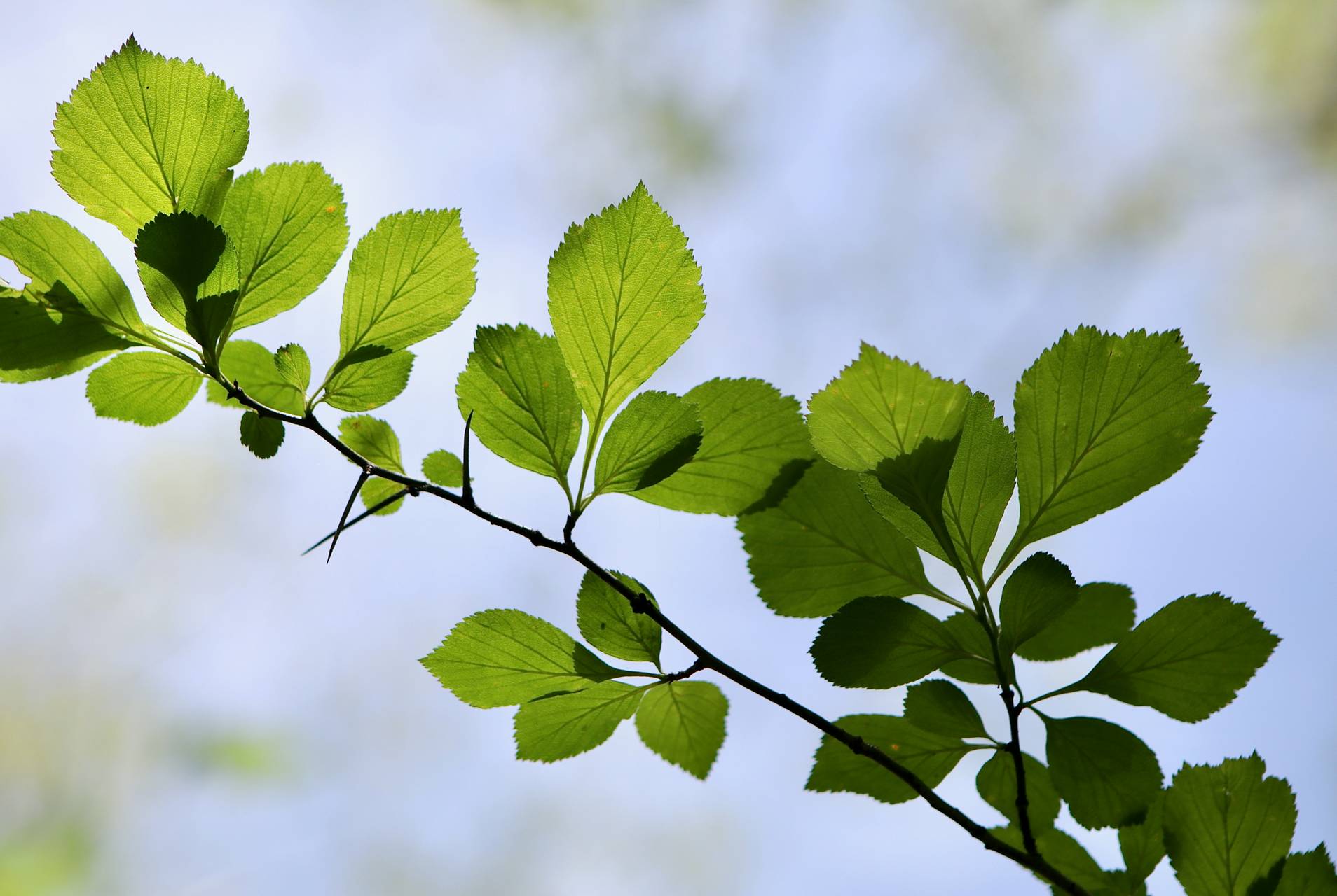Photo of Dotted Hawthorn