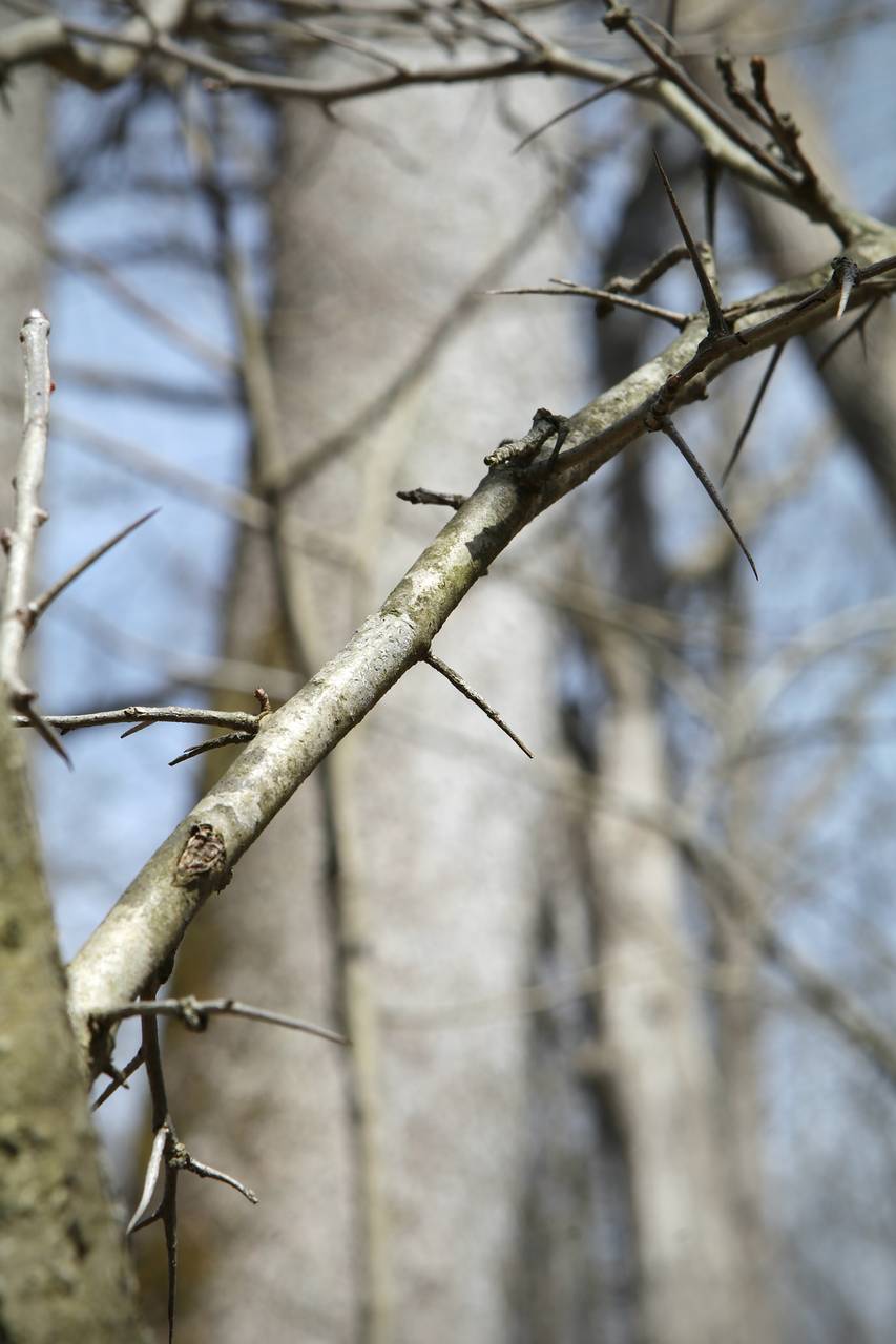 Photo of Dotted Hawthorn