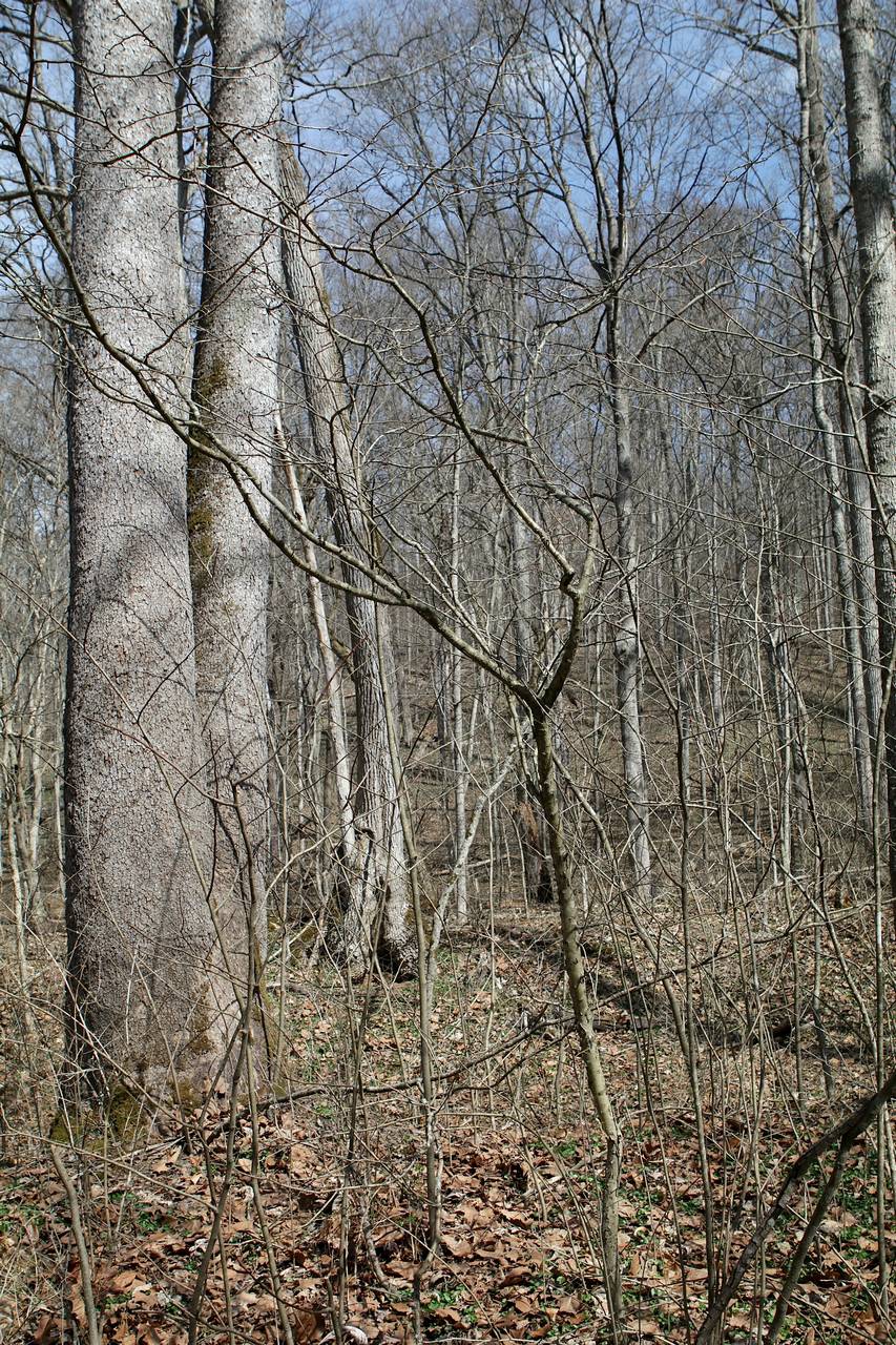 Photo of Dotted Hawthorn