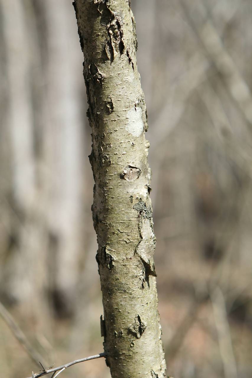 Photo of Dotted Hawthorn