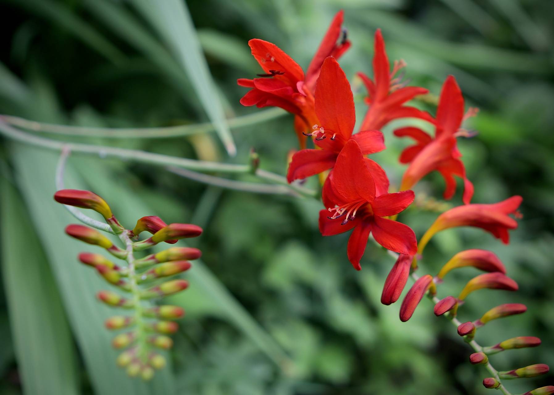 Photo of Crocosmia