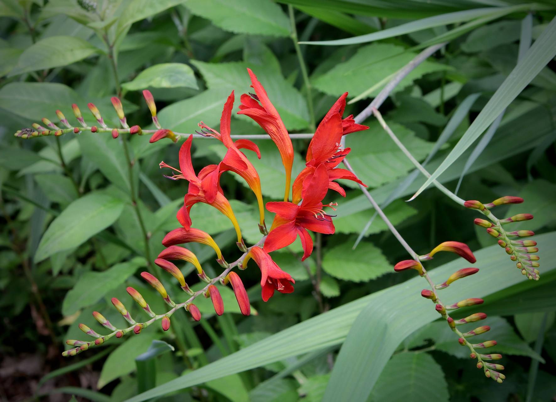 Photo of Crocosmia