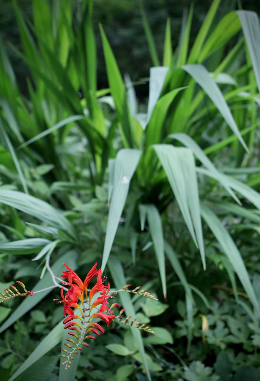 Photo of Crocosmia