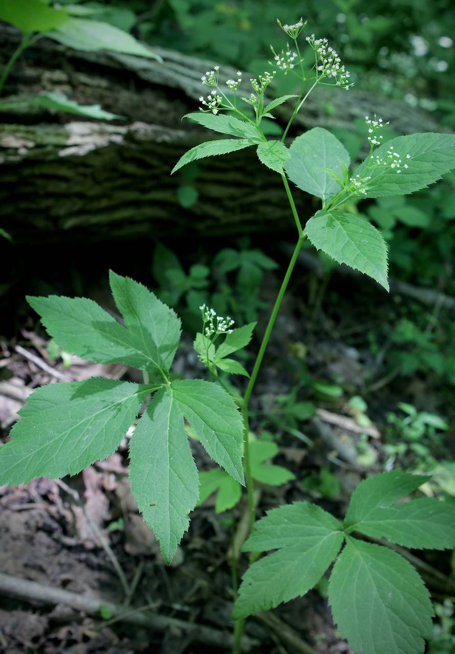 Photo of Honewort