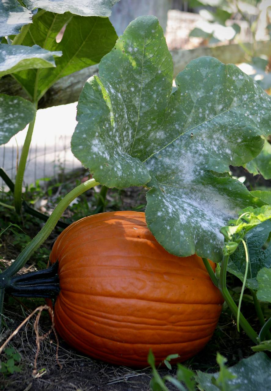 Photo of Field Pumpkin