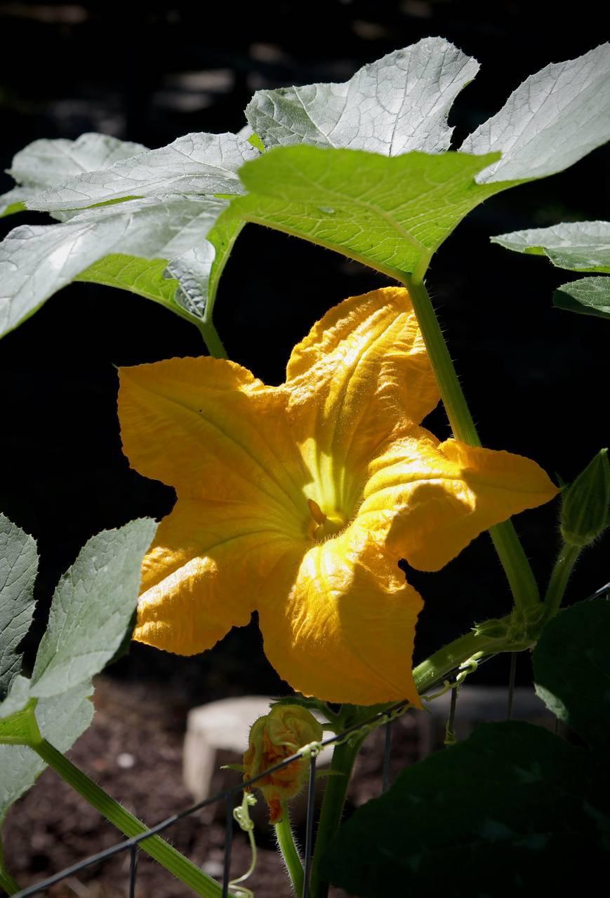 Photo of Field Pumpkin