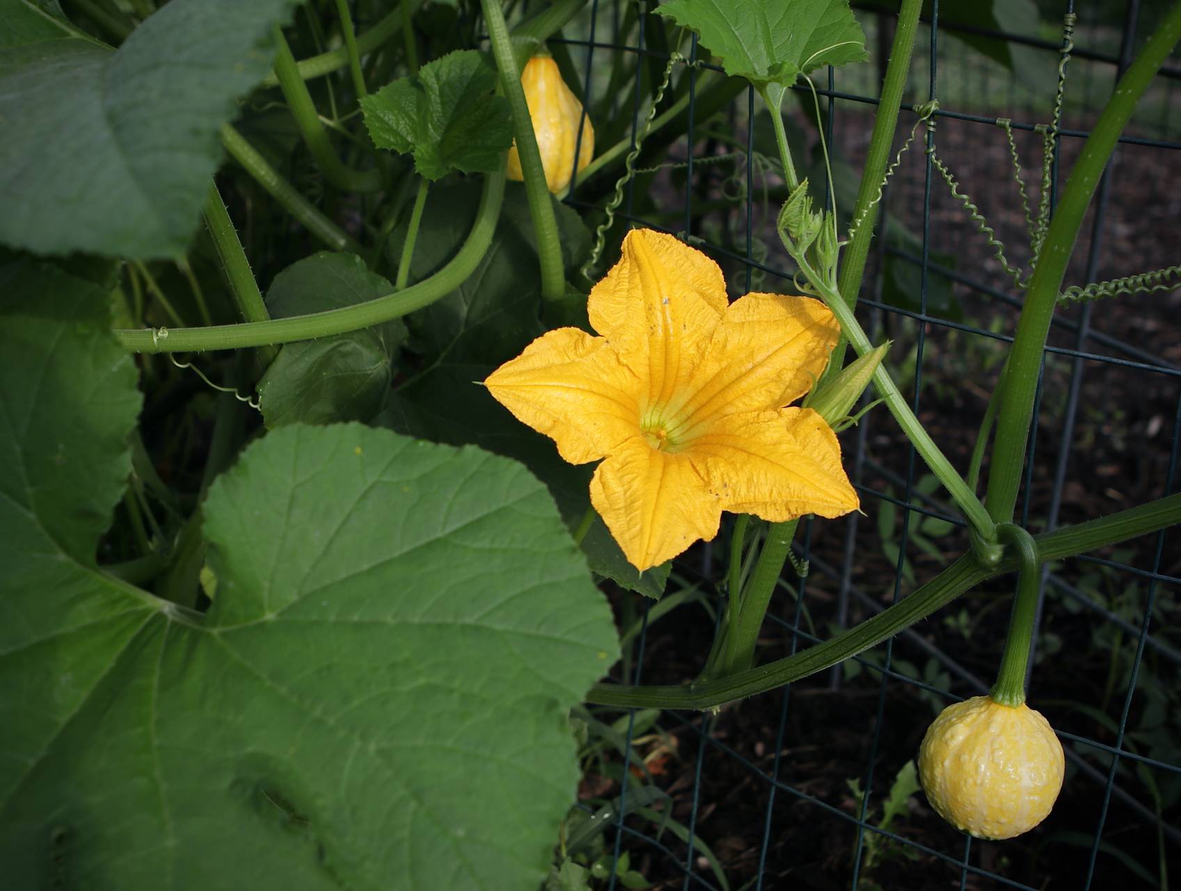 Photo of Autumn Wings