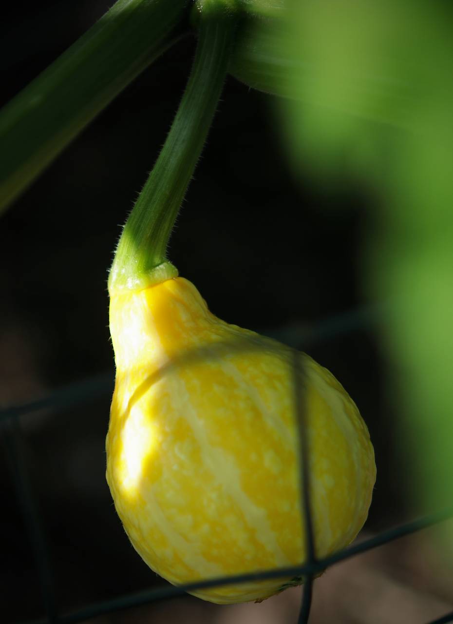 Photo of Autumn Wings