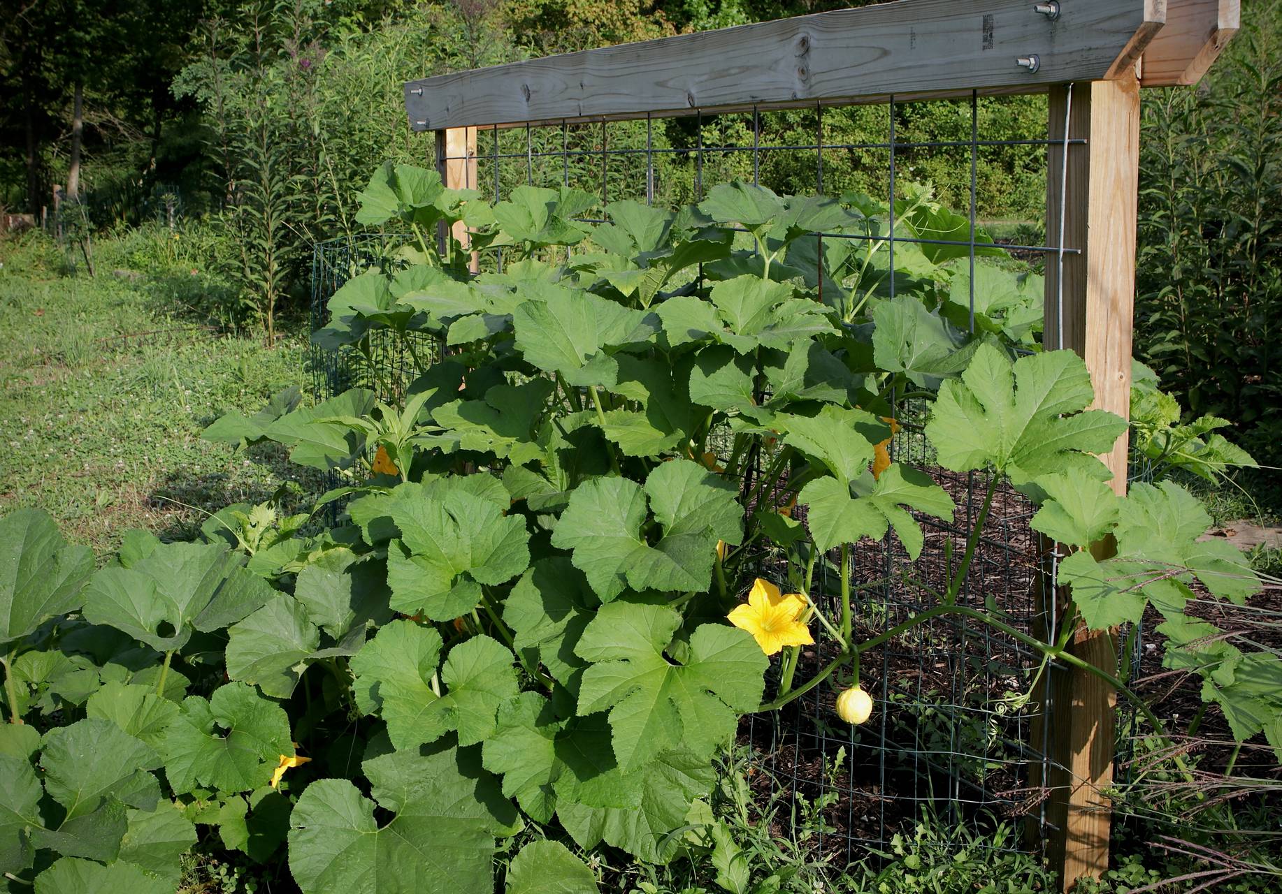 Photo of Autumn Wings