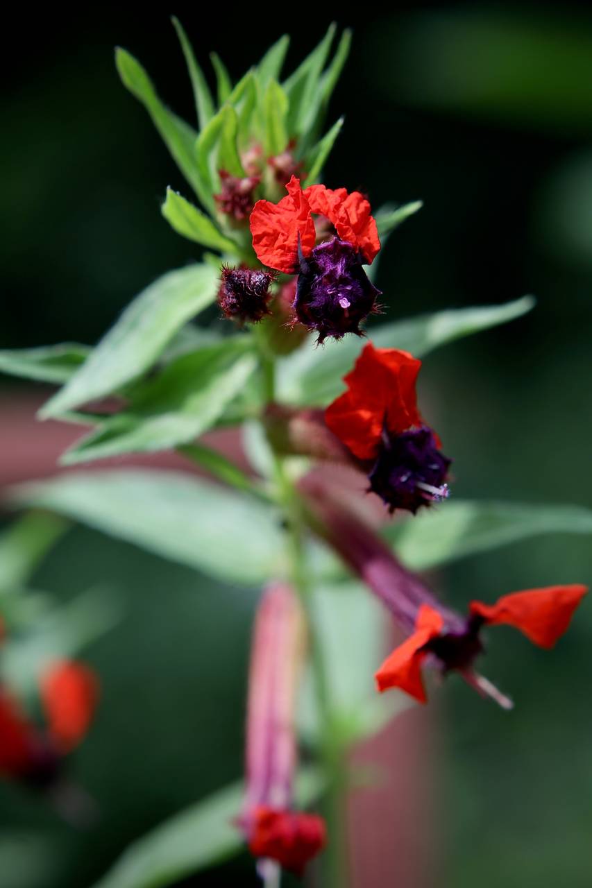Photo of Bat-Faced Cuphea