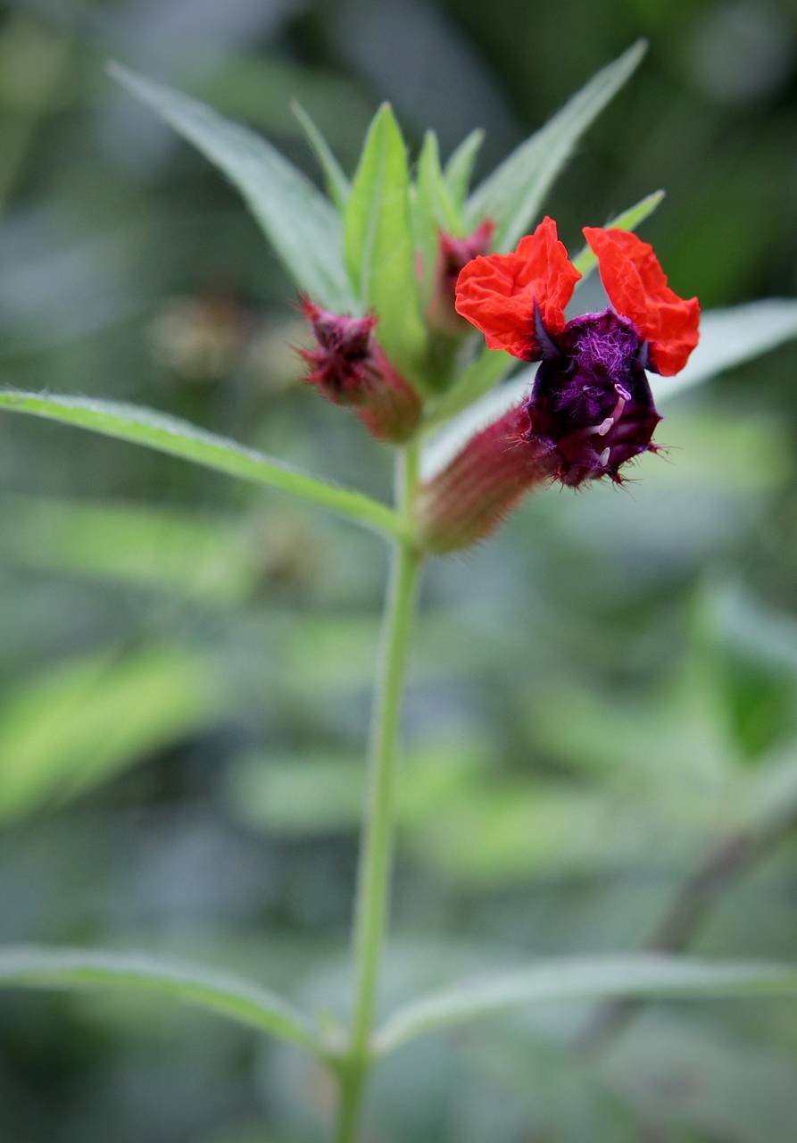 Photo of Bat-Faced Cuphea