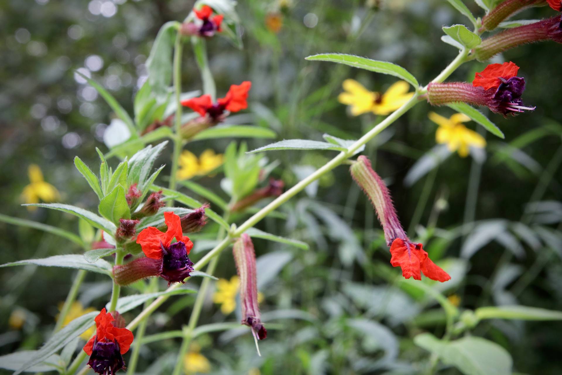 Photo of Bat-Faced Cuphea