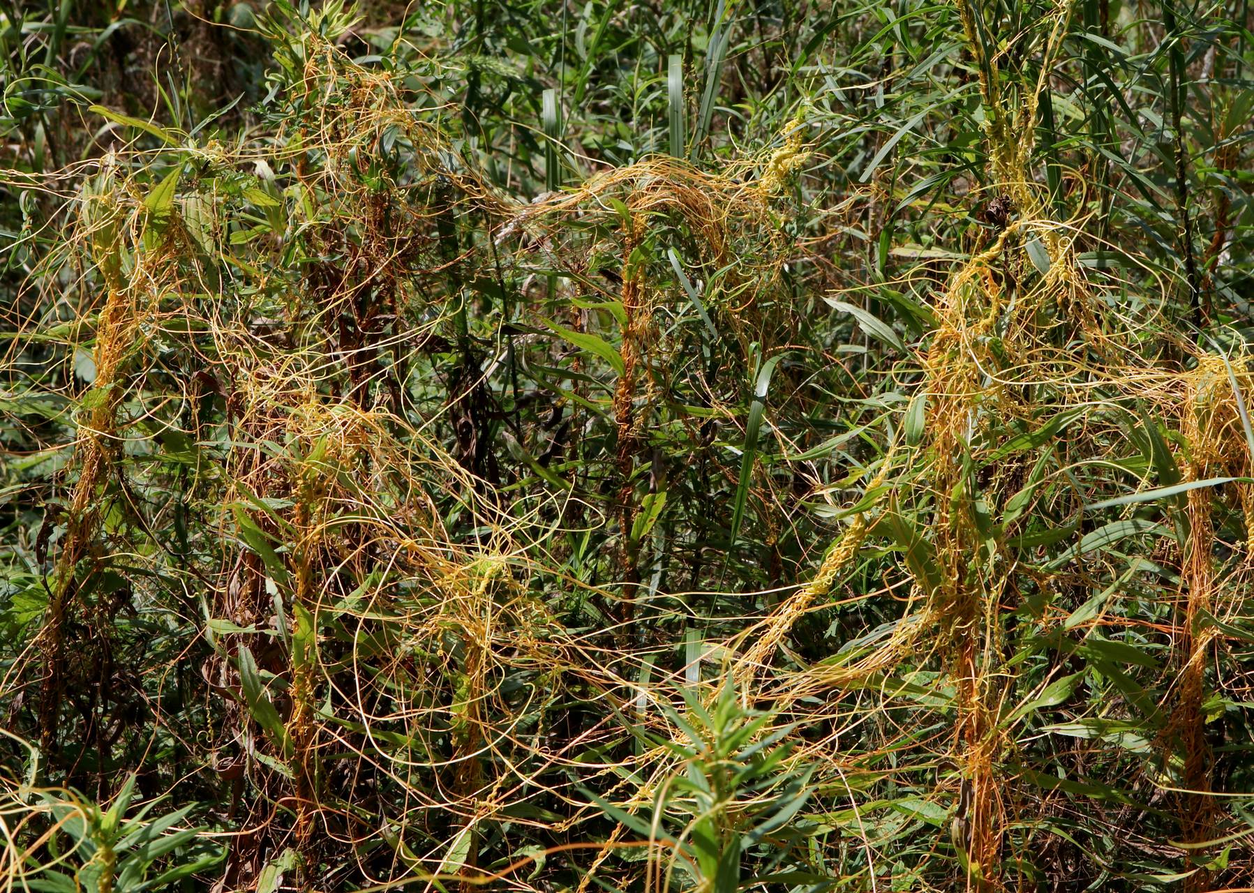 Photo of Swamp Dodder