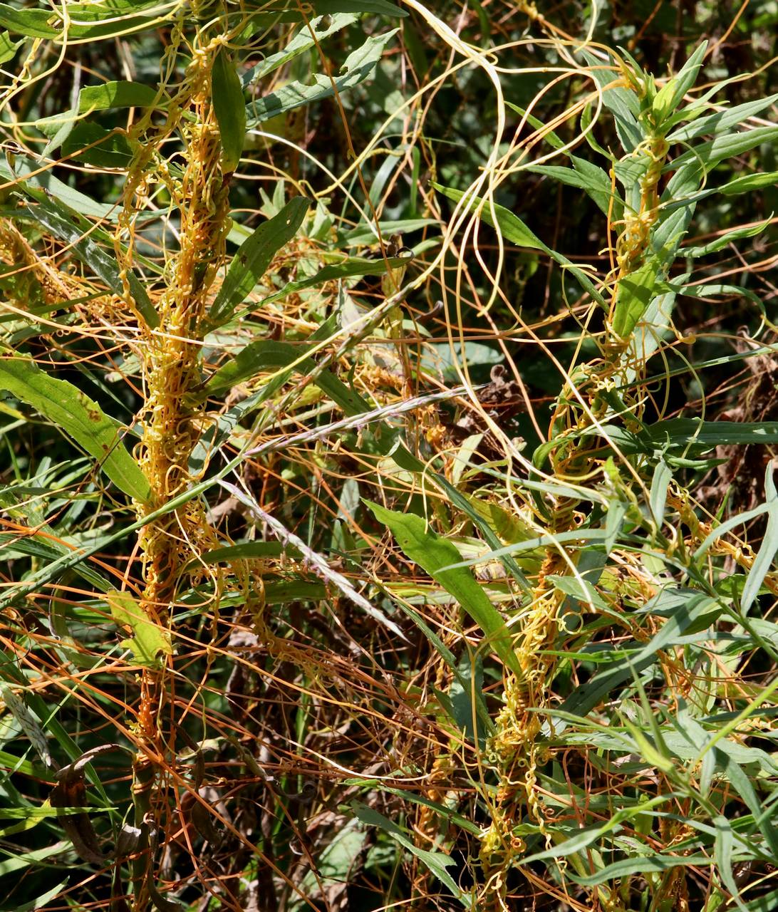Photo of Swamp Dodder