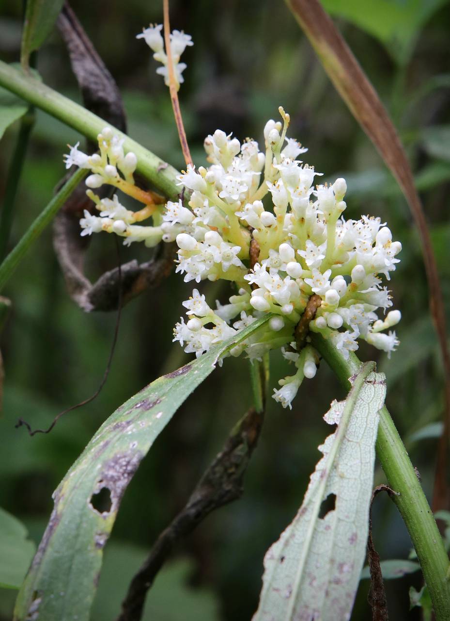Photo of Swamp Dodder