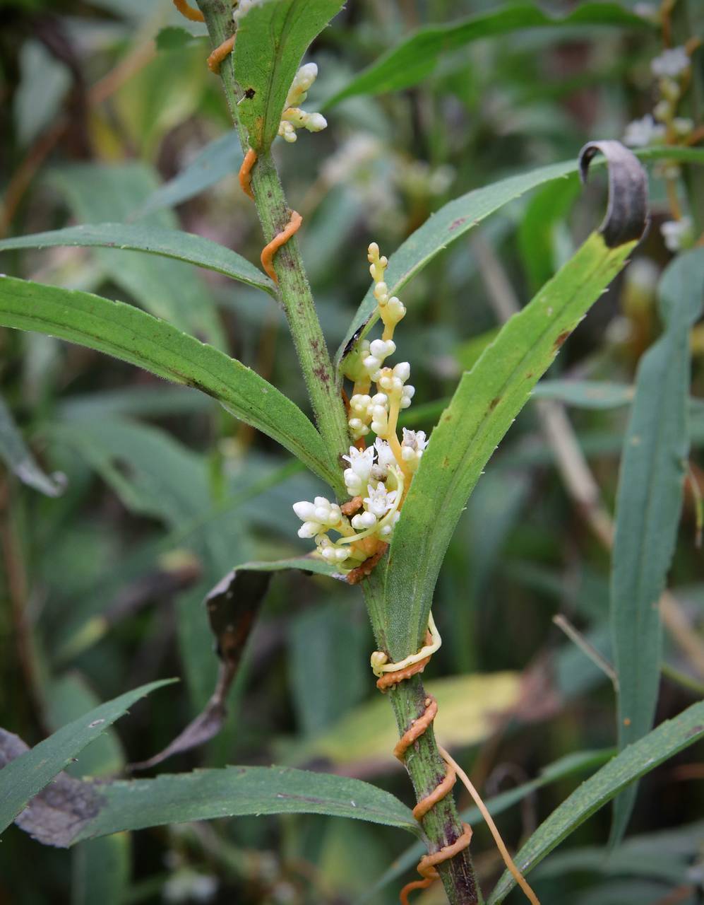 Photo of Swamp Dodder