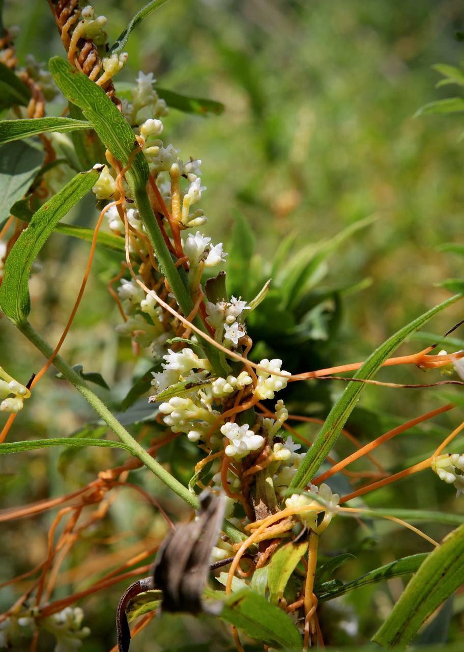 Photo of Swamp Dodder
