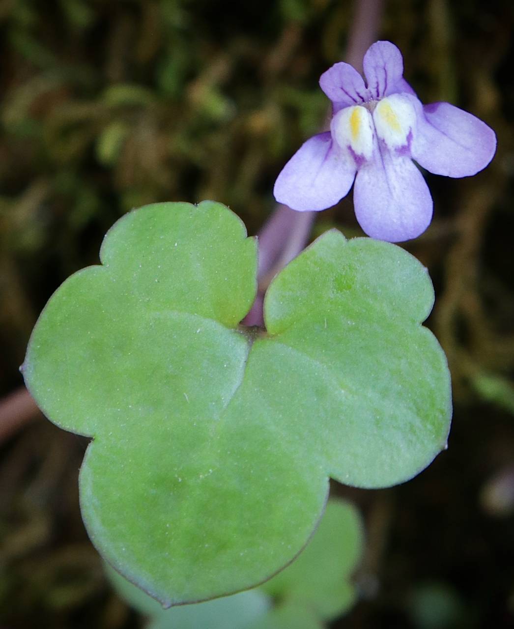 Photo of Kenilworth ivy