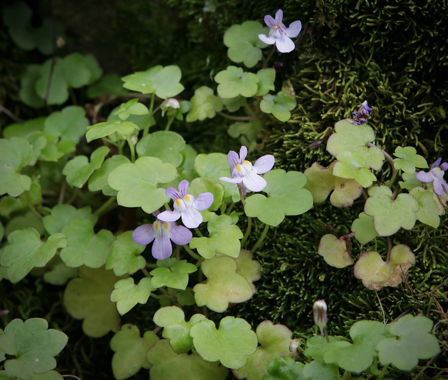 Photo of Kenilworth ivy