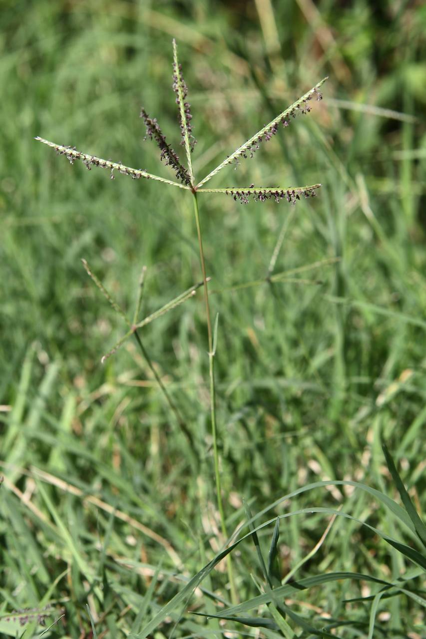 Photo of Bermuda Grass