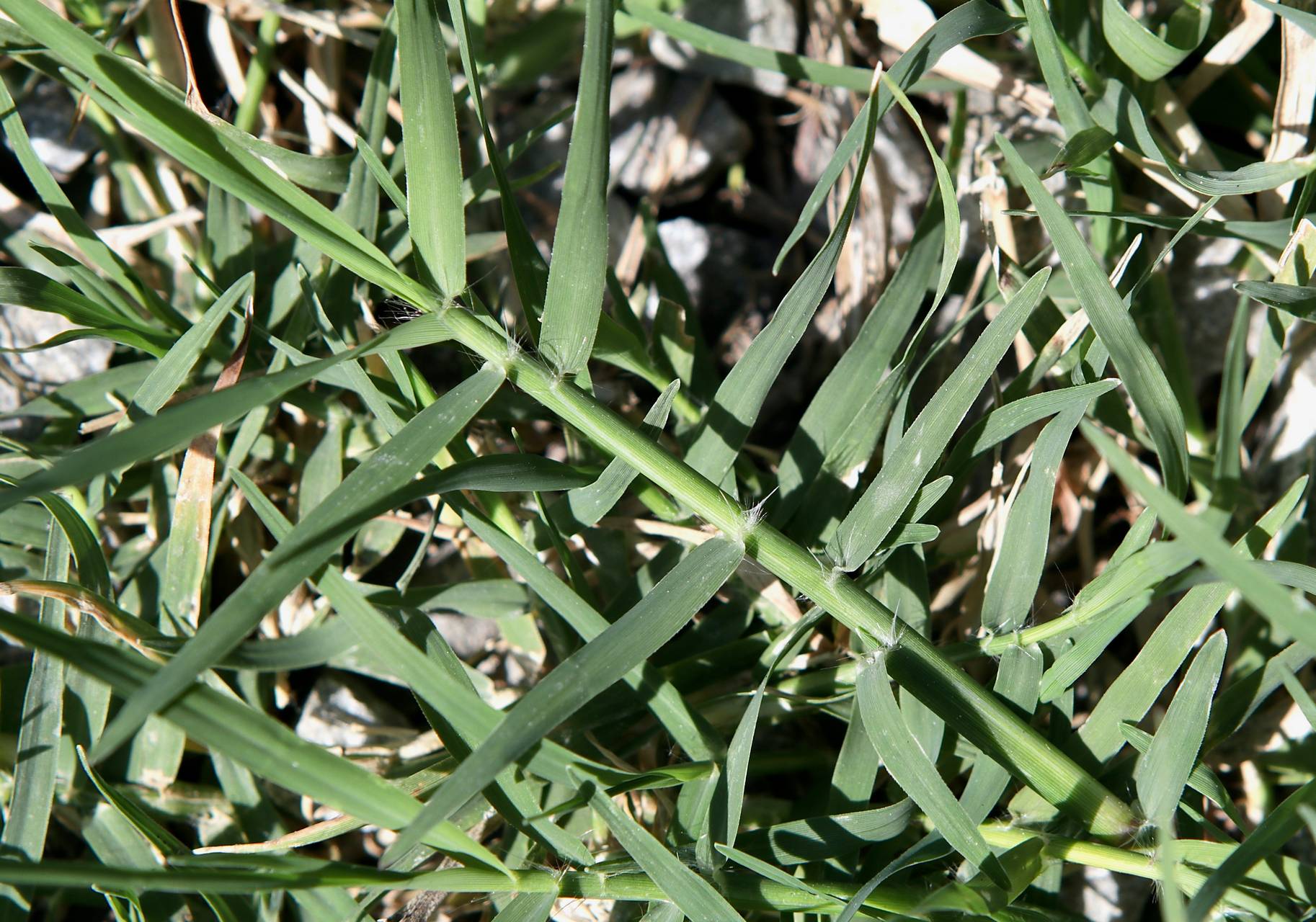 Photo of Bermuda Grass