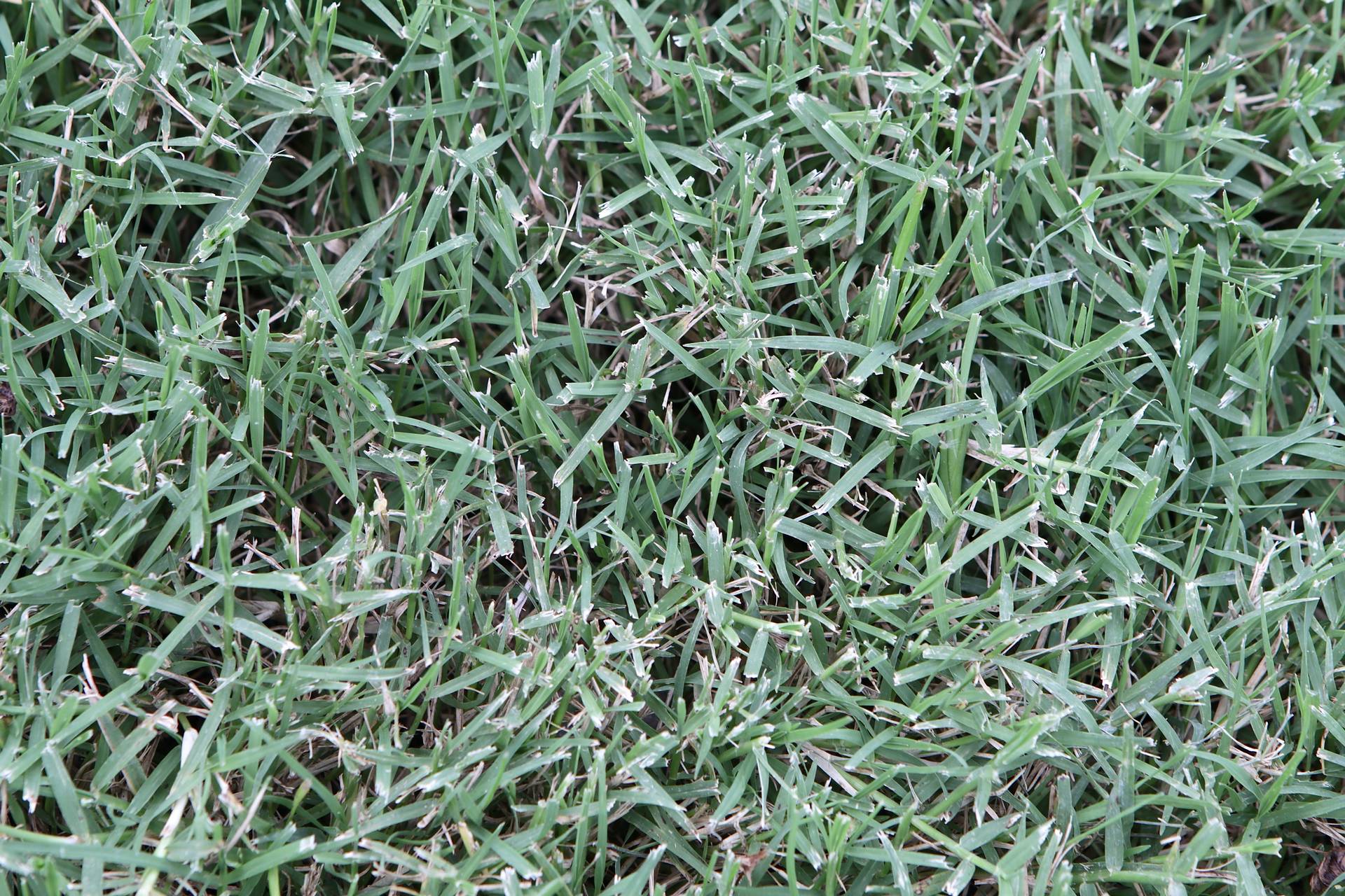 Photo of Bermuda Grass