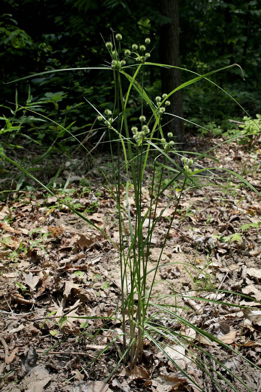 Photo of Globe Flatsedge