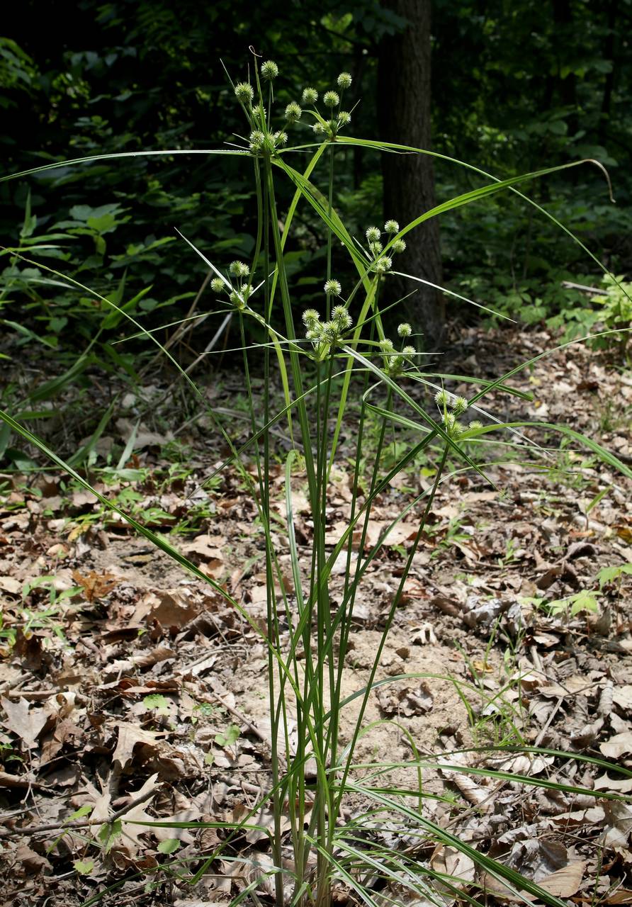 Photo of Globe Flatsedge