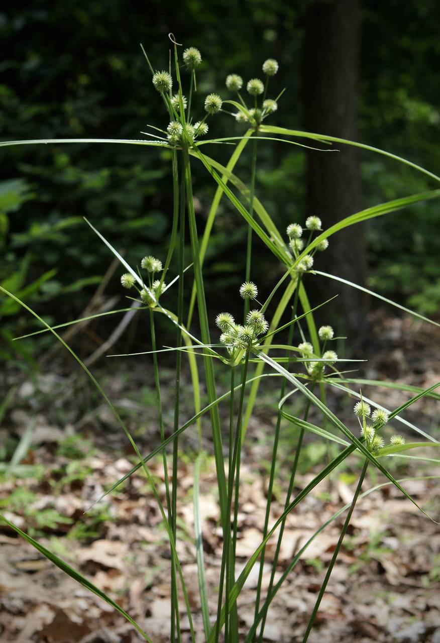 Photo of Globe Flatsedge